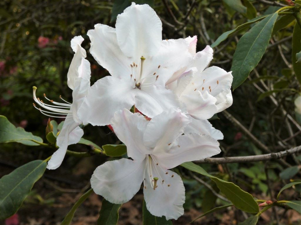 Rhododendron 'Jeanne d'Arc'