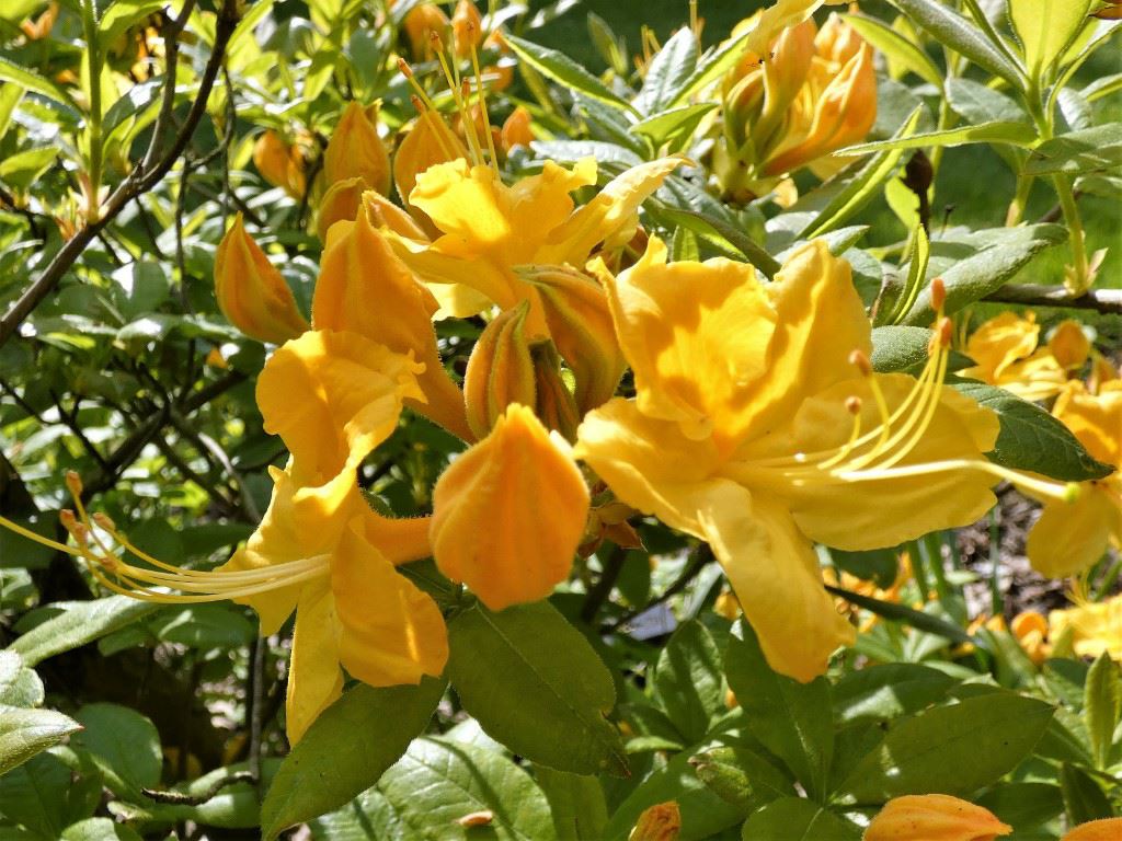 Rhododendron (Ghent Azalea Group) 'Nancy Waterer' - Azalea