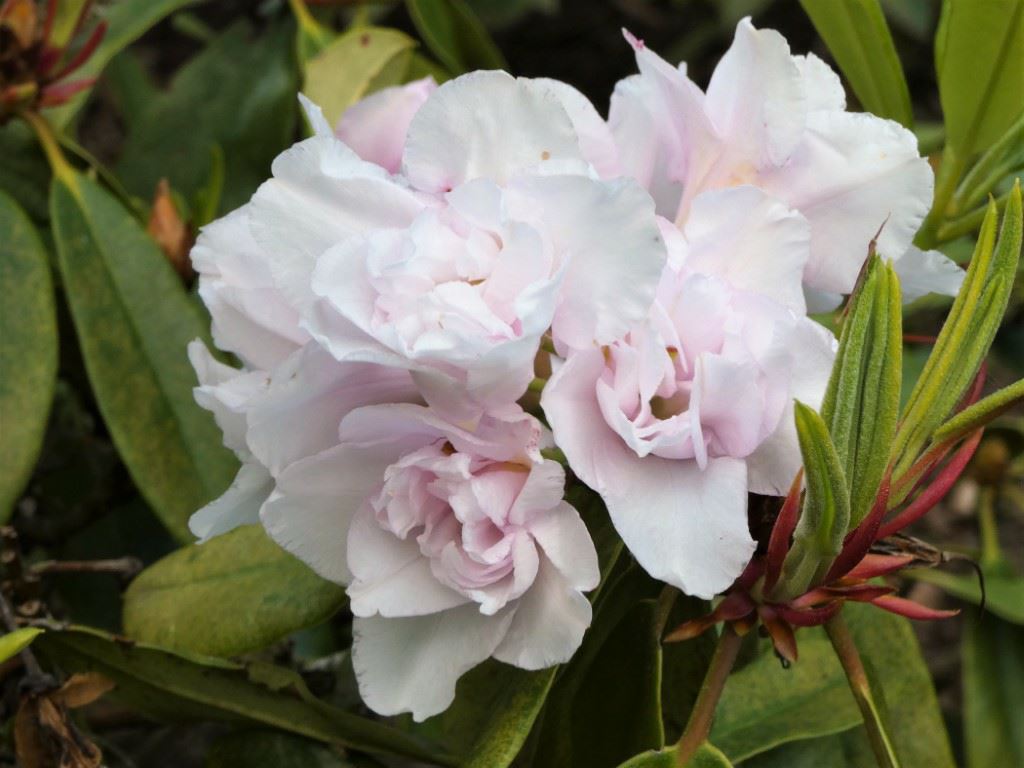 Rhododendron 'Queen Anne's'