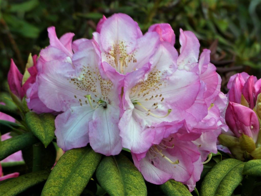 Rhododendron 'Seestadt Bremerhaven' of 'Brigitte'