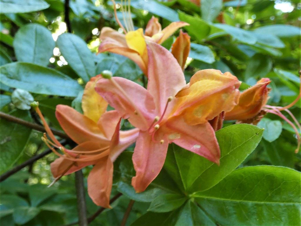 Rhododendron (Ghent Azalea Group) 'Versicolor' - Azalea