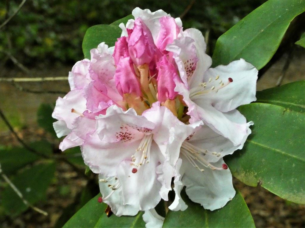 Rhododendron 'Virgo'