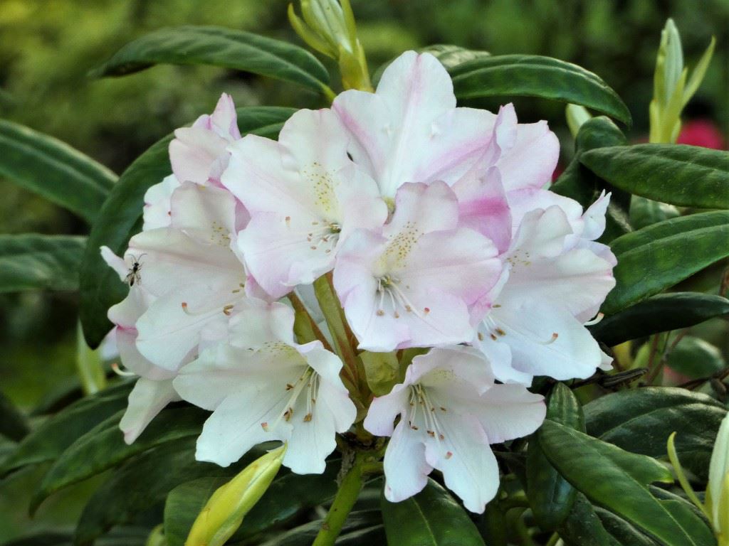 Rhododendron (Yakushimanum Group) 'Yaku Queen' - Rhododendron