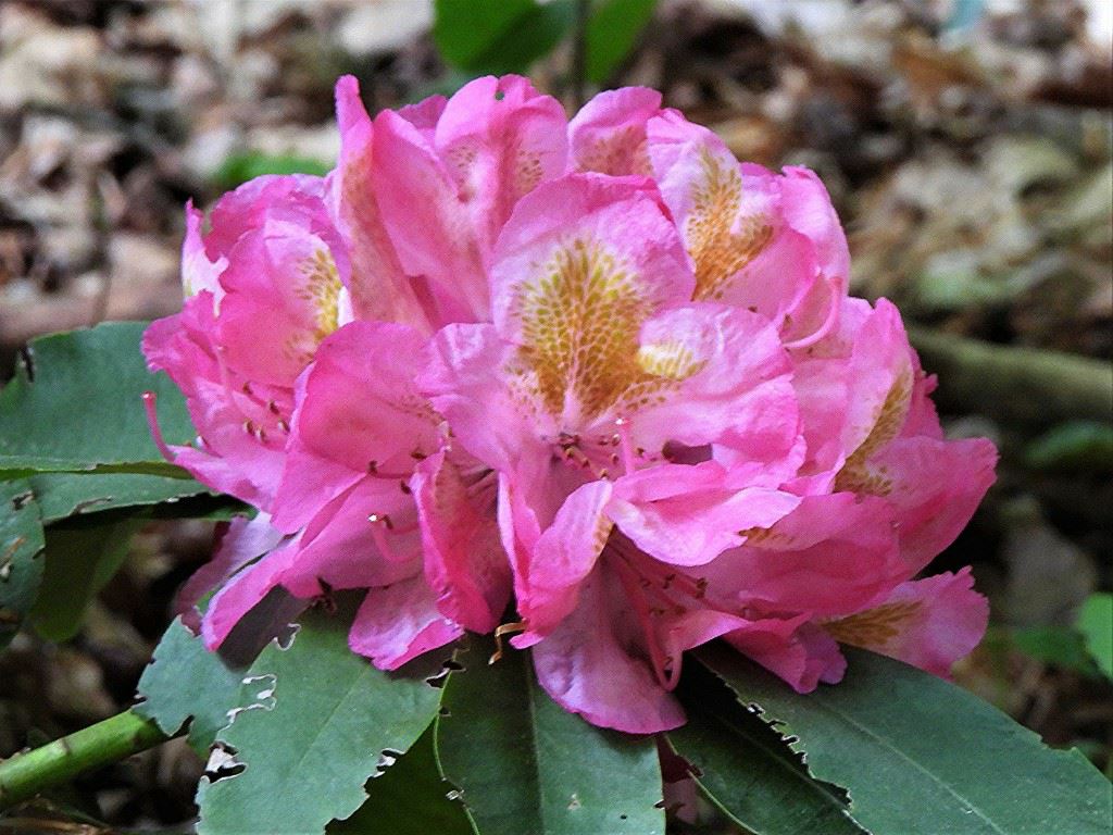 Rhododendron 'Clementine Lemaire' - Rhododendron