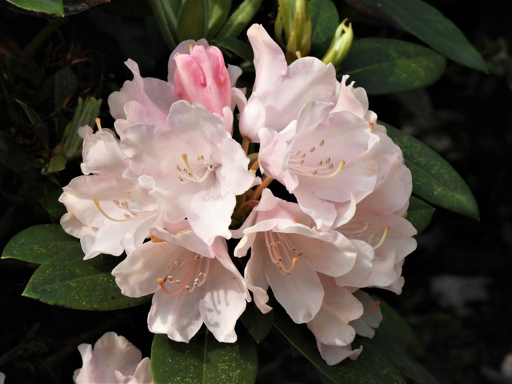 Rhododendron cv. - Rhododendron