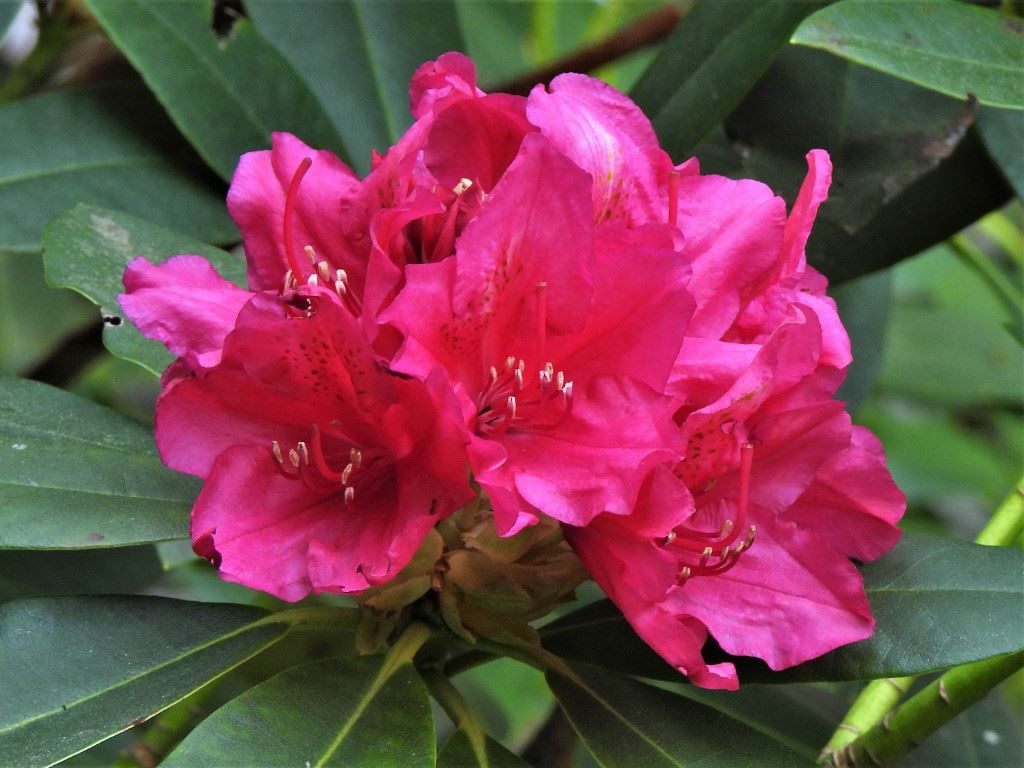 Rhododendron (Catawbiense Group) 'Dr H. C. Dresselhuys' - Rododendron