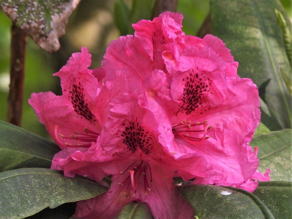 Rhododendron 'Doctor Tjebbes'