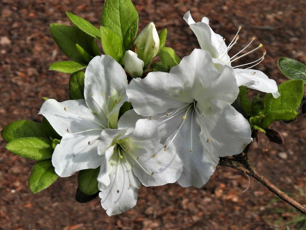 Rhododendron (Japanese Azalea Group) 'Everest' - Japanse azalea