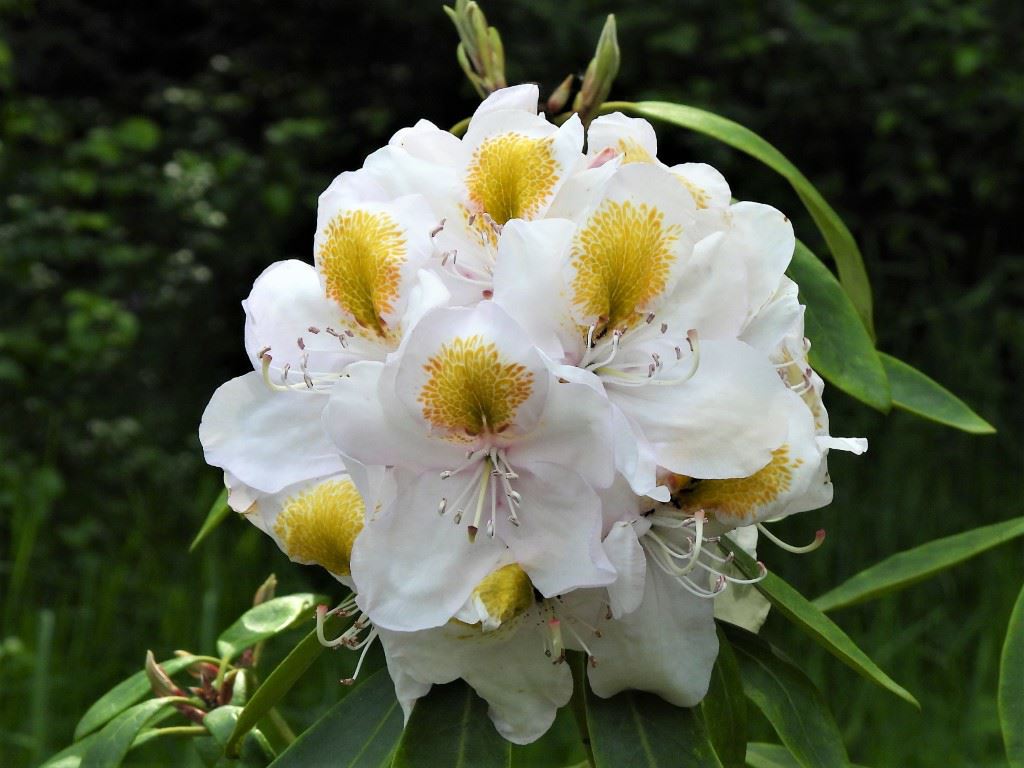 Rhododendron (Ponticum Group) 'Mrs J.G. Millais' - Pontische rododendron