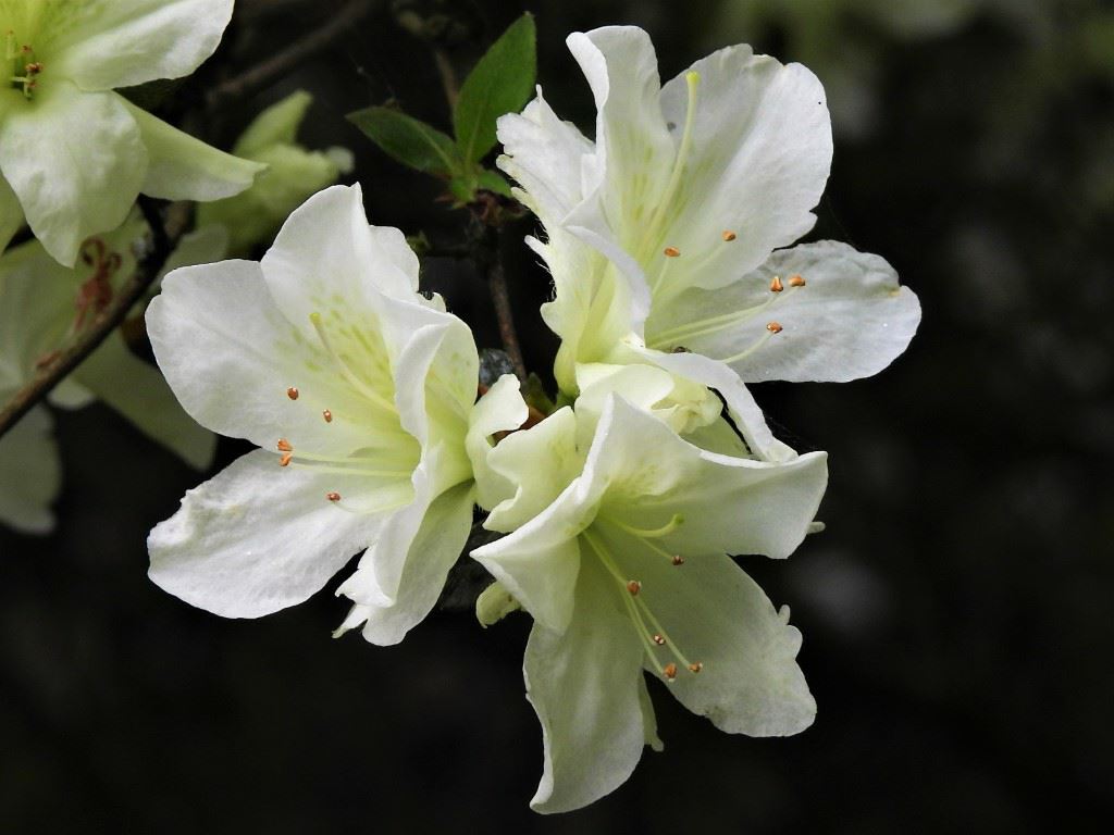 Rhododendron (Japanese Azalea Group) 'Olga Niblett' - Japanse azalea