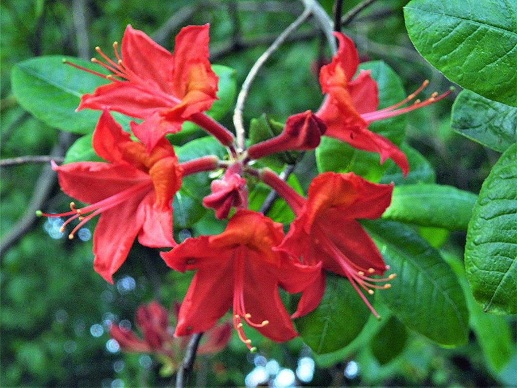 Rhododendron (Knaphill-Exbury Azalea Group) 'Tunis' - Azalea