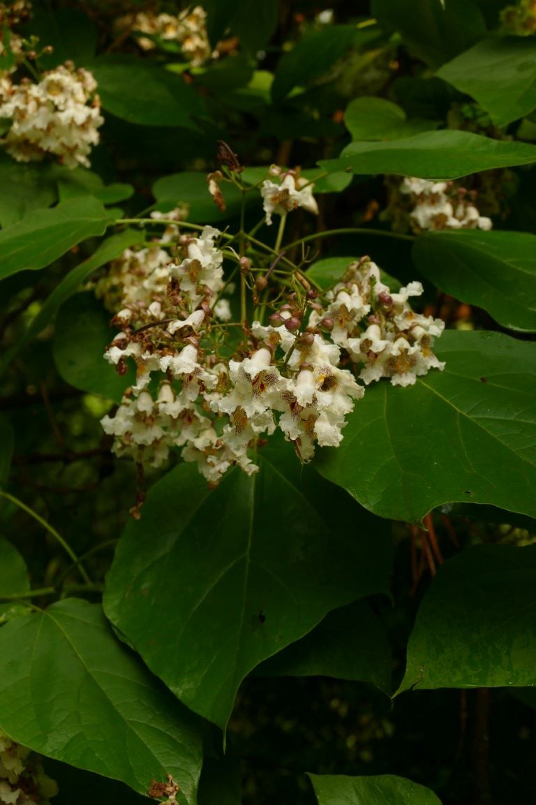 Catalpa ×erubescens - Purperbladige trompetboom