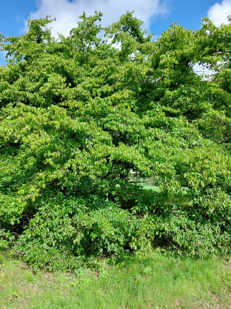 Carpinus henryana var. oblongifolia - Haagbeuk