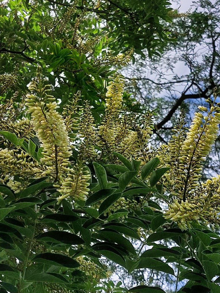 Maackia amurensis - Japanse zilverboom