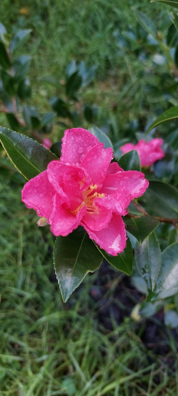 Camellia ×vernalis 'Hiryū' - Camellia