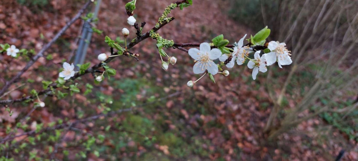 Prunus mume 'Pendula' - Japanse abrikoos