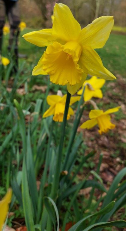 Narcissus (Large-cupped Group) 'Tamara' - Narcis