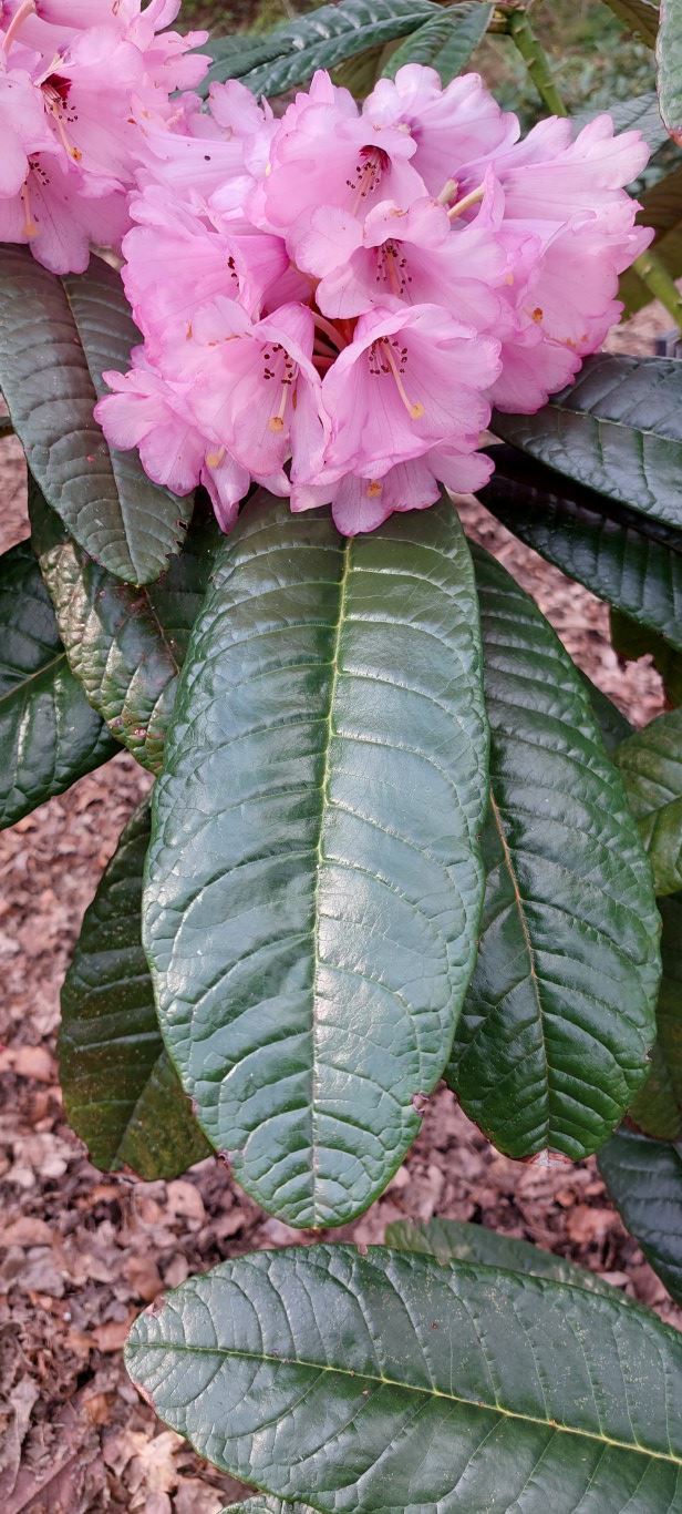 Rhododendron montroseanum - Rhododendron