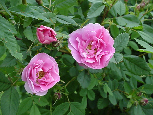 Rosa californica (Shrub Group) 'Plena' - Roos
