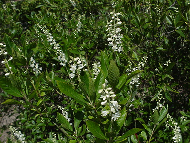 Clethra alnifolia 'Paniculata' - Clethra