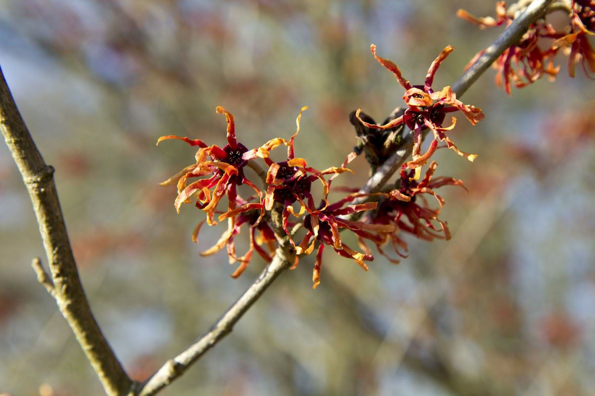Hamamelis ×intermedia 'Rubin'
