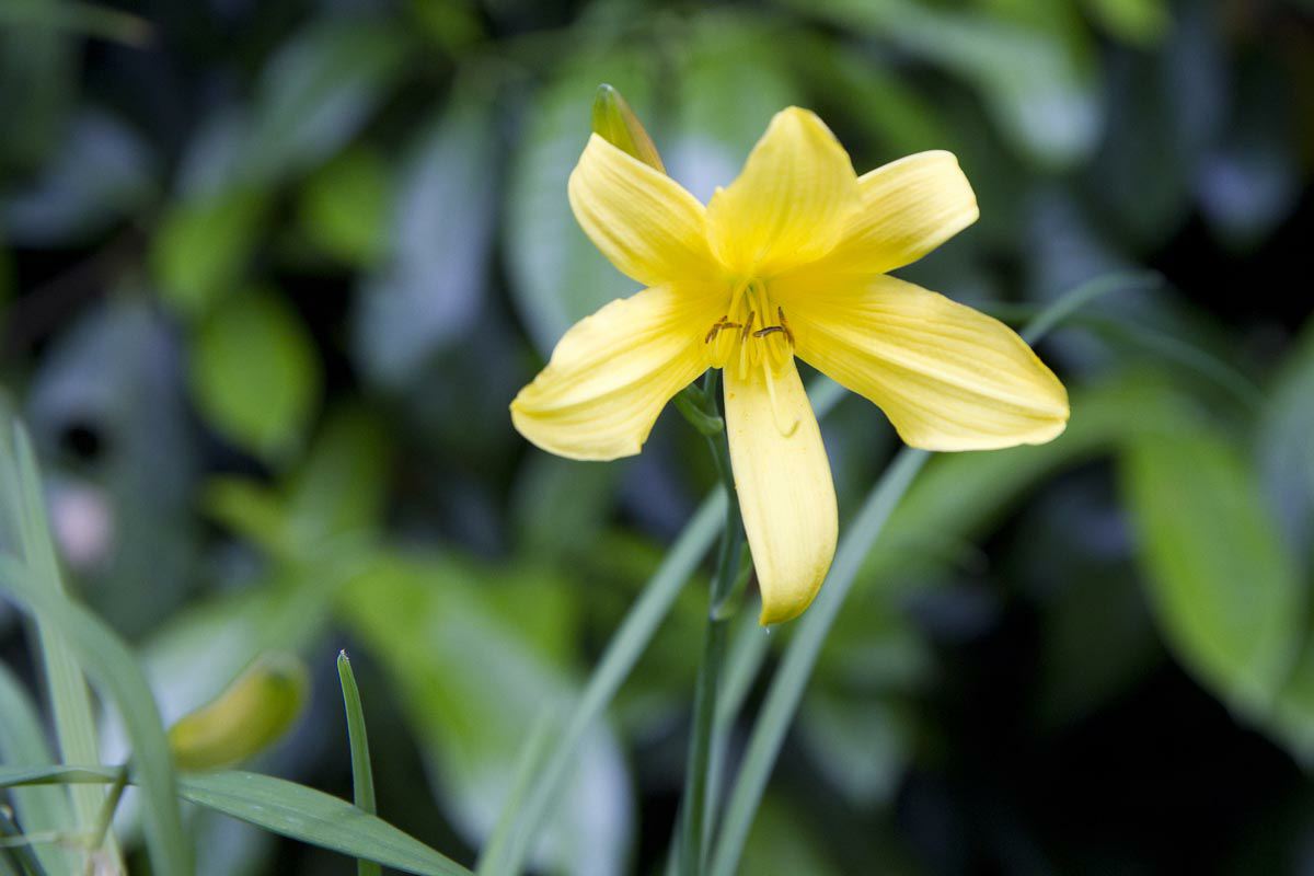 Hemerocallis 'Orangeman'