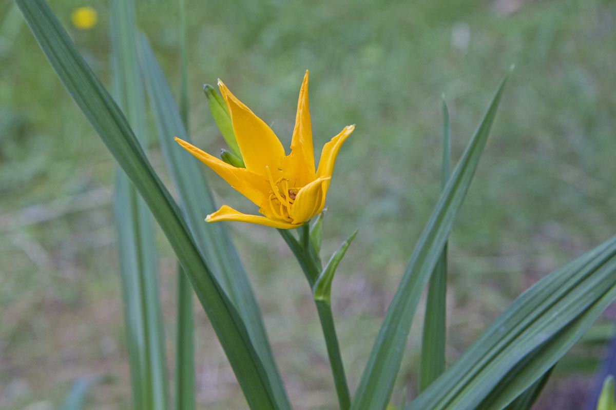 Hemerocallis 'Golden Scepter'