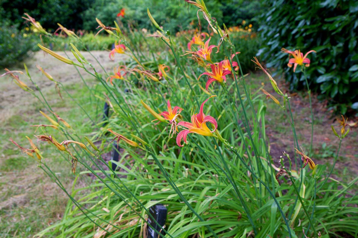 Hemerocallis 'Pink Charm'