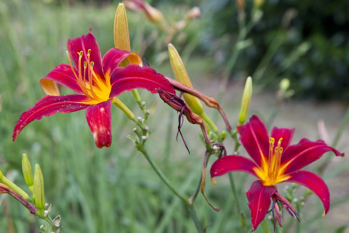 Hemerocallis 'Crimson Pirate'