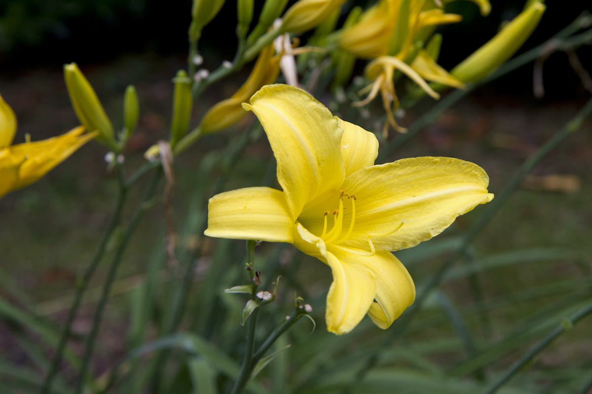 Hemerocallis 'Golden Chimes'