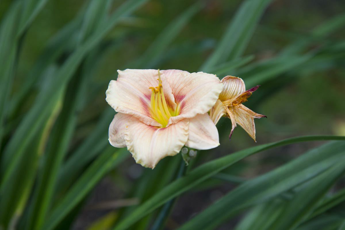 Hemerocallis 'Siloam French Doll'