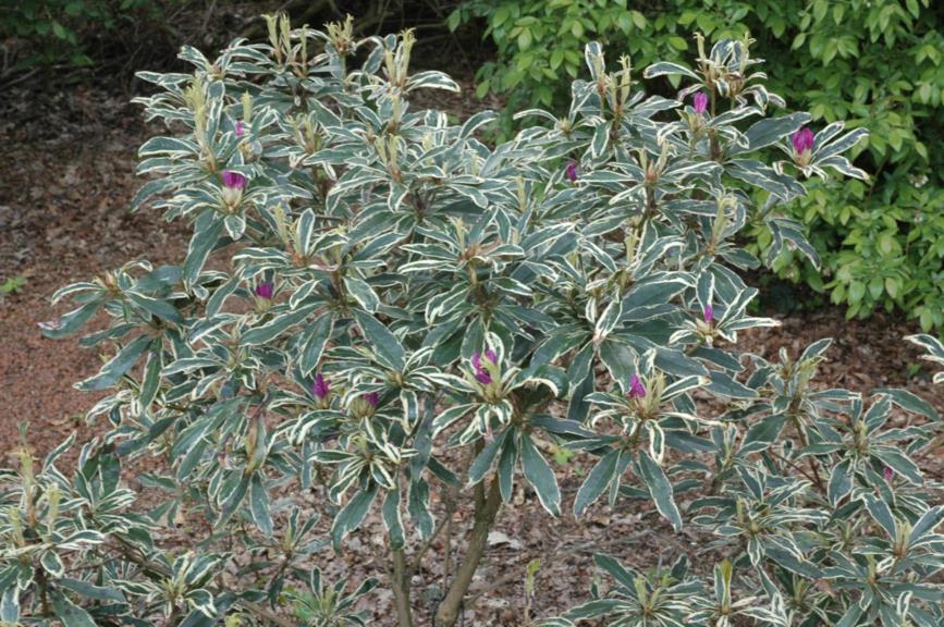 Rhododendron ponticum 'Variegatum' - Pontische rhododendron