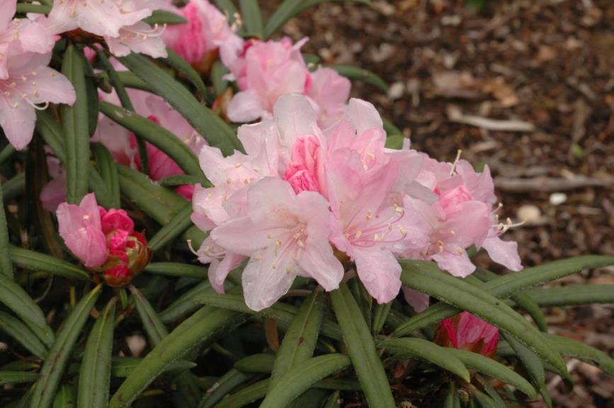 Rhododendron makinoi 'Fuju-kaku-no-matsu' - Rhododendron