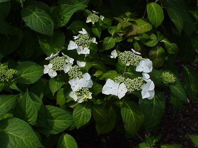 Hydrangea macrophylla (Lacecap Group) 'Lanarth White' - Boerenhortensia