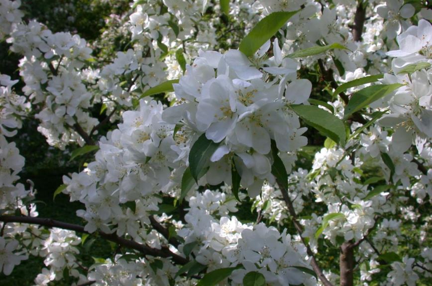 Malus spectabilis - Chinese sierappel