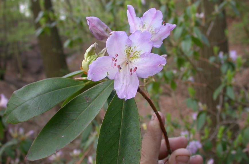 Rhododendron augustinii subsp. chasmanthum
