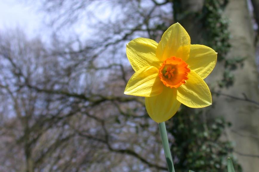 Narcissus (Large-cupped Group) 'Carbineer' - Narcis