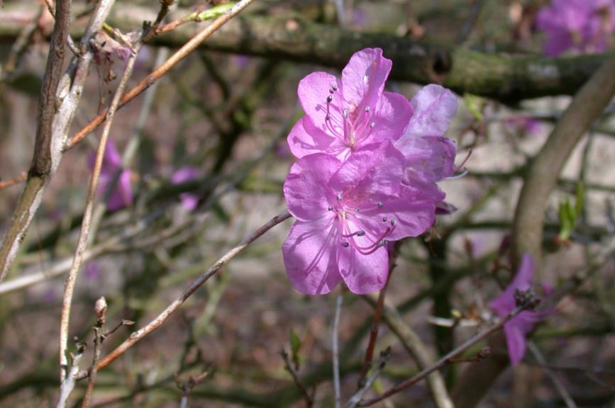 Rhododendron mucronulatum - Rododendron
