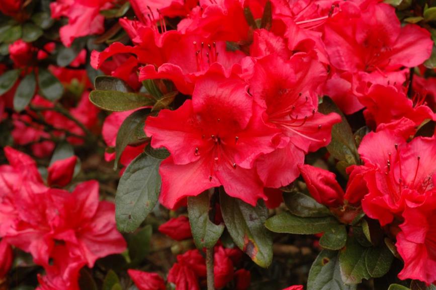 Rhododendron (Japanese Azalea Group) 'Vuyk's Scarlet' - Japanse azalea