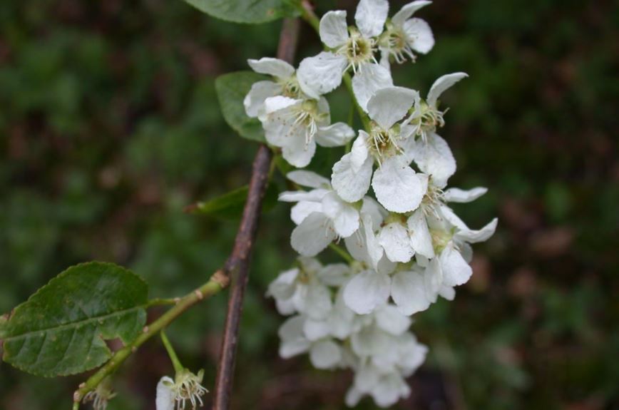Prunus padus var. commutata - Gewone vogelkers
