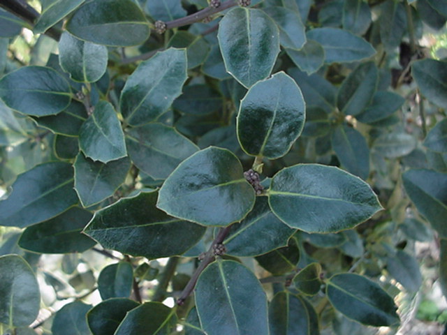 Ilex aquifolium 'Ovata' - Hulst