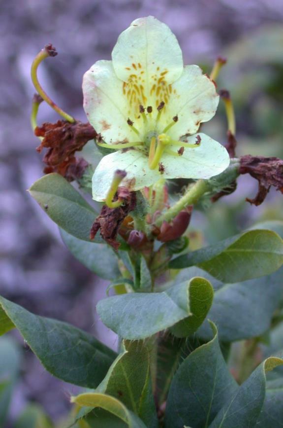 Rhododendron viridescens