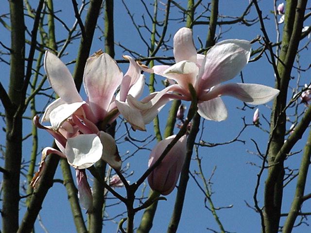 Magnolia sprengeri 'Diva' - Magnolia
