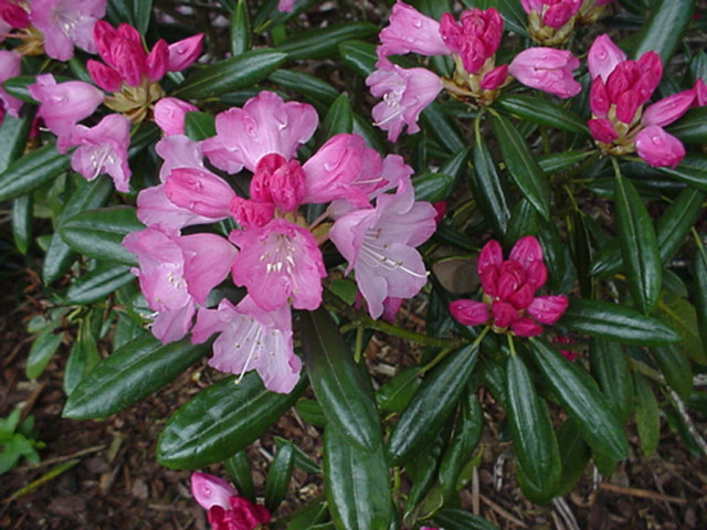 Rhododendron japonoheptamerum var. hondoense - Rhododendron