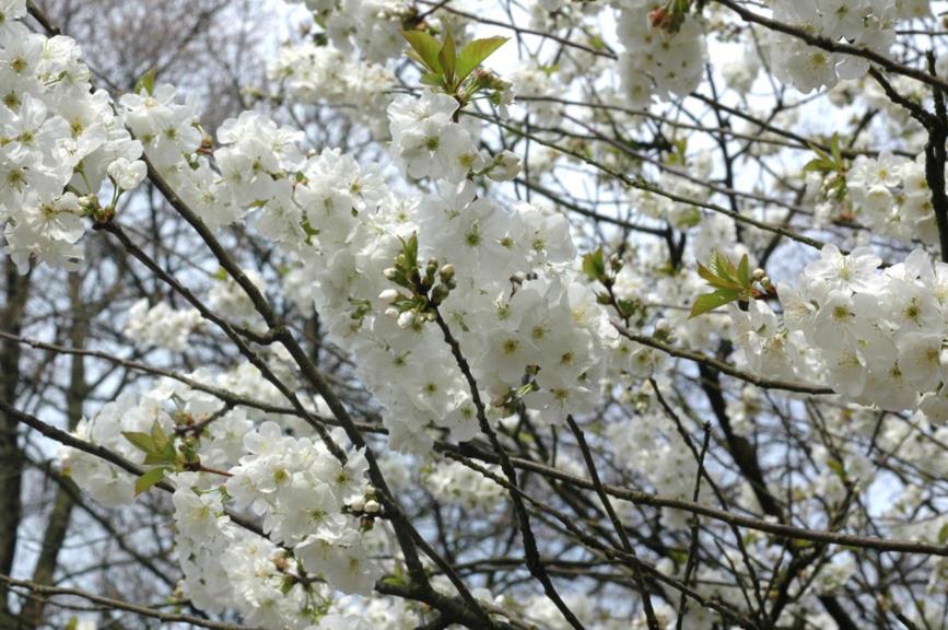 Prunus ×gondouinii 'Schnee' - Sierkers | Belmonte Arboretum, Wageningen ...