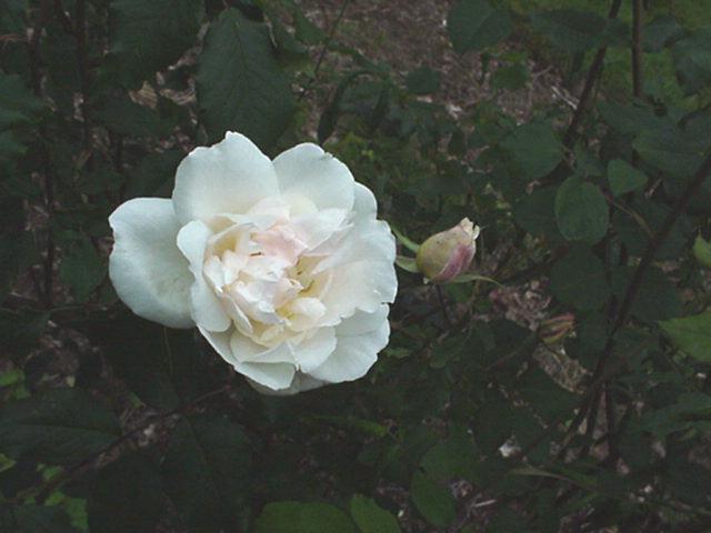 Rosa (Noisette Group) 'Mme Alfred Carrière' - Roos