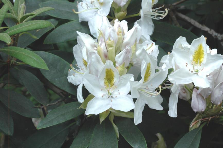 Rhododendron (Catawbiense Group) 'Madame Masson'