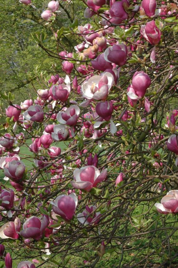 Magnolia ×soulangeana 'Lennei' - Magnolia