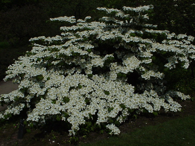 Viburnum plicatum (f. tomentosum Group) 'Shasta' - Japanse sneeuwbal