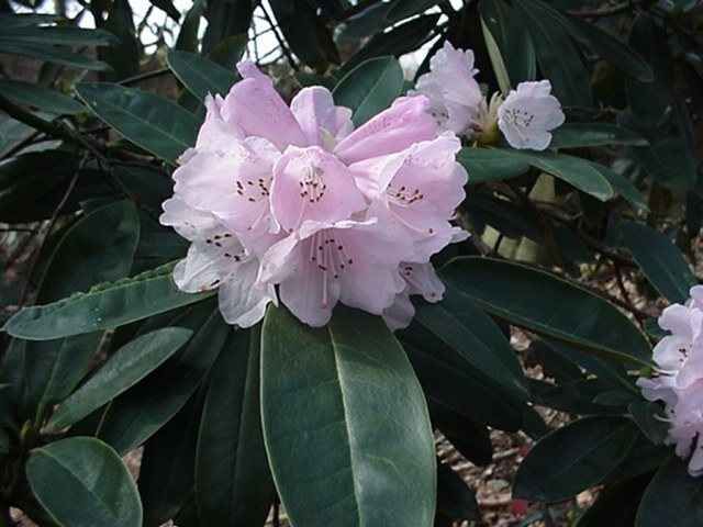 Rhododendron dumicola